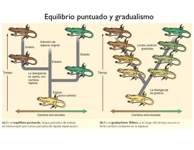 gradualismo y equilibrio puntuado
